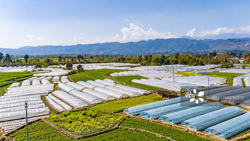 四川彭州川芎种植图片素材