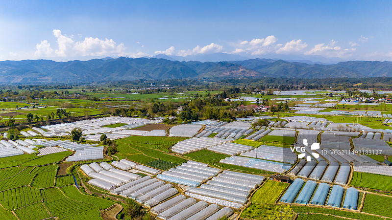 四川彭州川芎种植图片素材