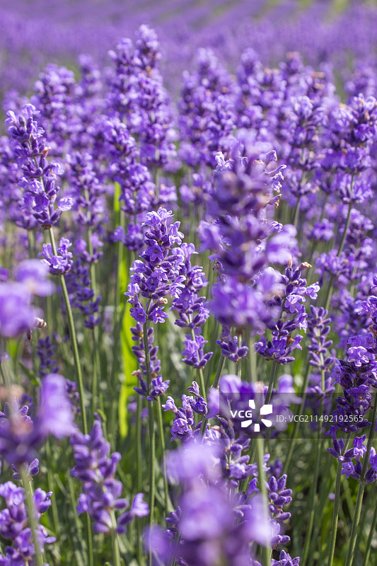 薰衣草的季节图片素材