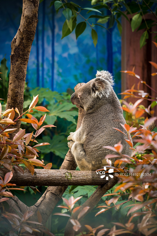 树上考拉的特写镜头图片素材