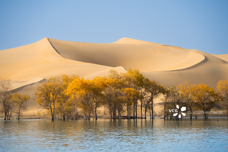 沙漠中的树图片素材