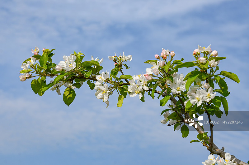 春天的果园里盛开的白色红富士苹果树花朵图片素材