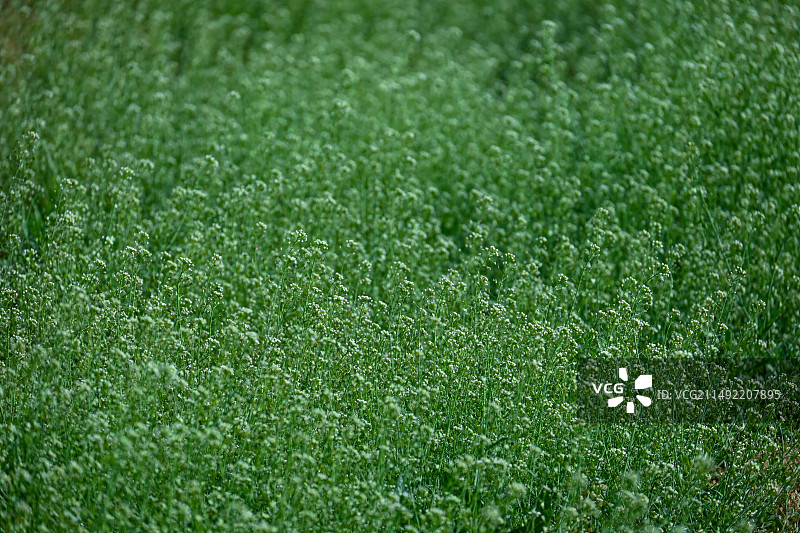 一大片野生荠菜花绿色植物野菜开花图片素材