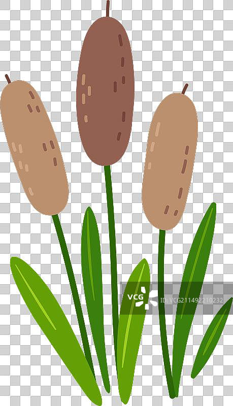 沼泽芦苇植物自然沼泽植物学图片素材