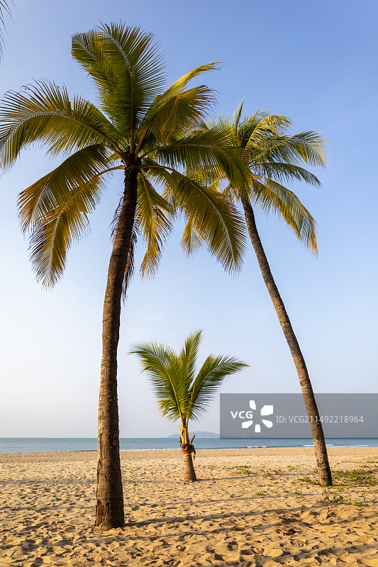 海南三亚椰梦长廊沙滩椰子树棕榈树图片素材