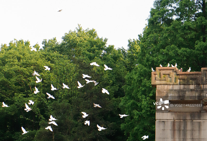 夏季南京钟山风景区音乐台和飞翔的鸽子图片素材