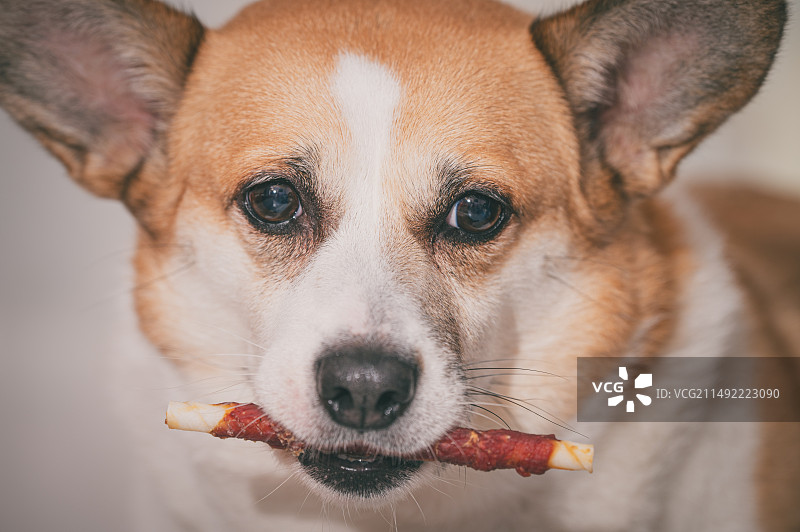 小小指挥家图片素材