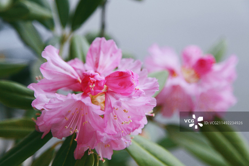 杜鹃花图片素材