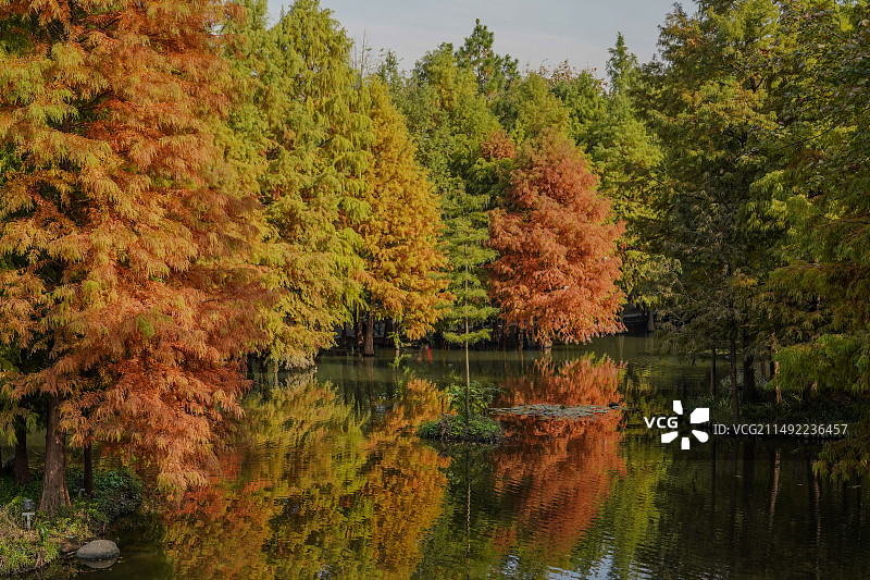 南京明孝陵秋天五颜六色的落羽杉倒映在湖面图片素材