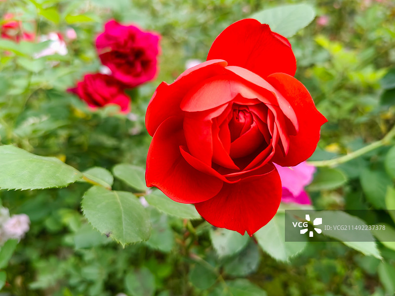 红花特写拍摄于华中师范大学牡丹园。图片素材