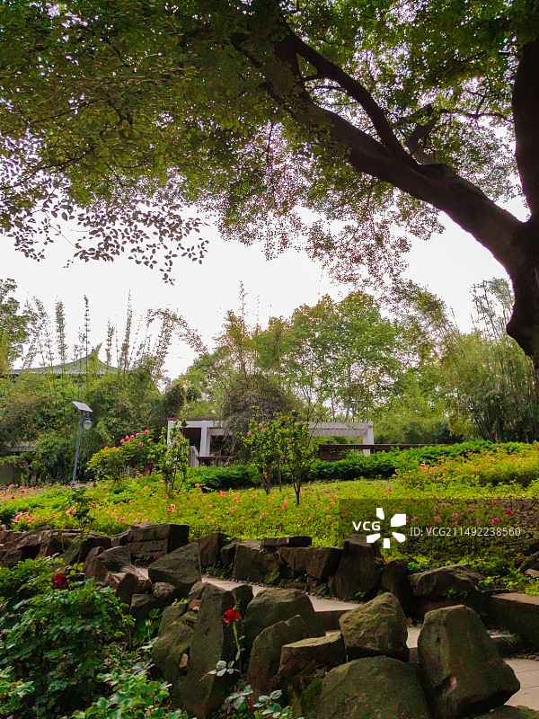 校园景色拍摄于华中师范大学牡丹园。图片素材