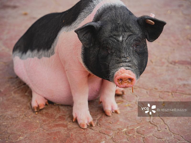 猪站在户外的特写镜头图片素材