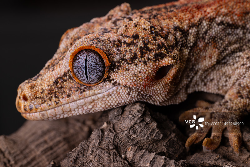 盖勾亚守宫图片素材