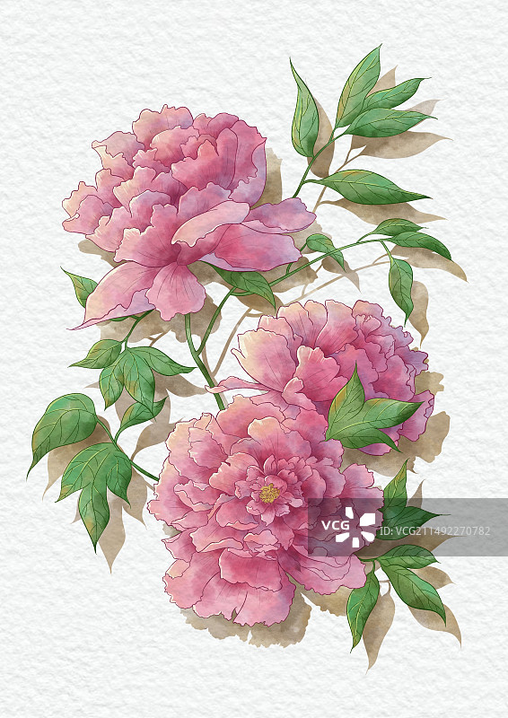 春天的花水彩牡丹花图片素材