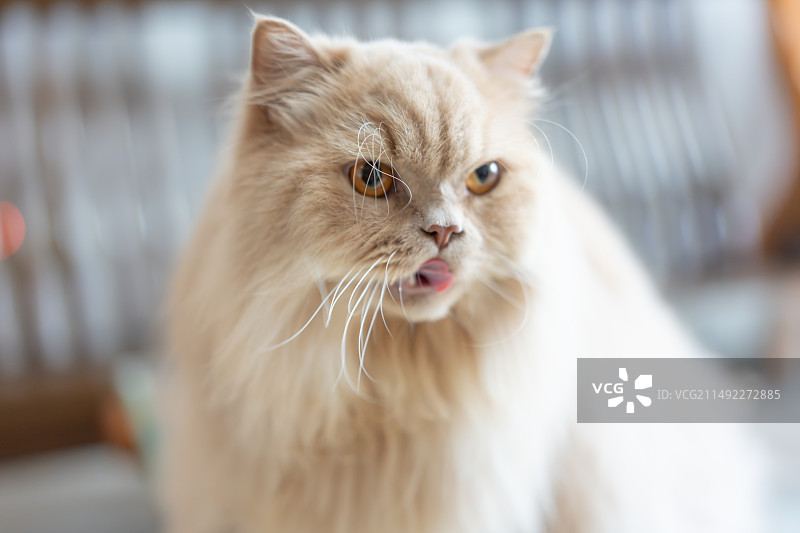 一只可爱的猫在吃猫条宠物零食，明亮的室内场景，太阳光照在顺滑的猫毛发上图片素材