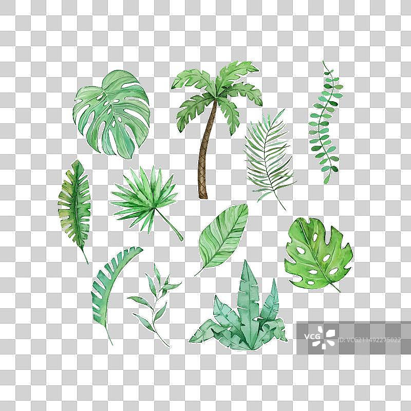 水彩热带树叶套装图片素材