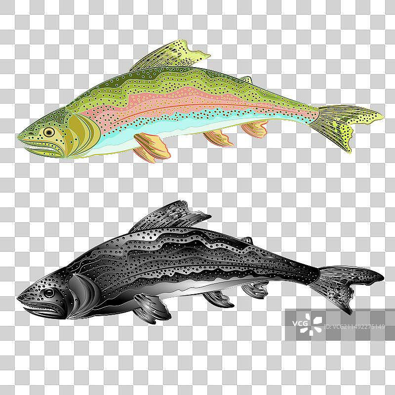 虹鳟鱼跳跃图片素材