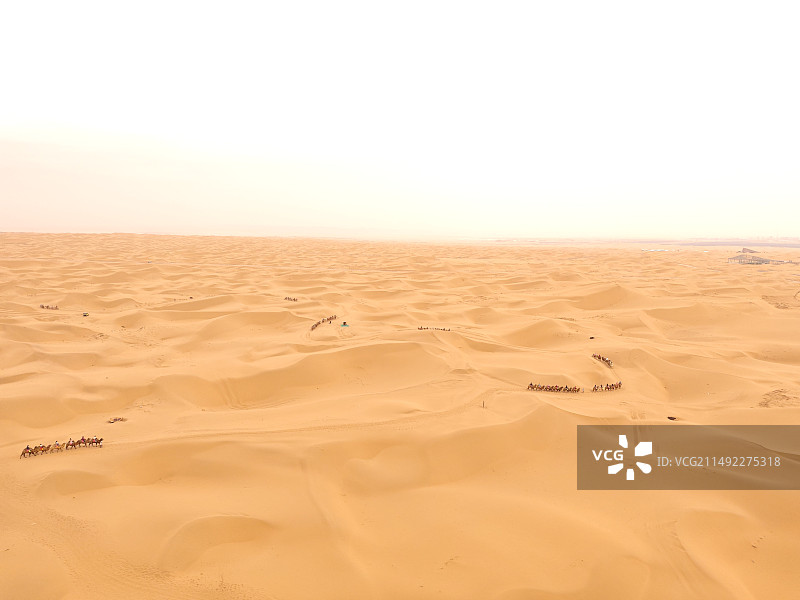 沙漠骆驼图片素材