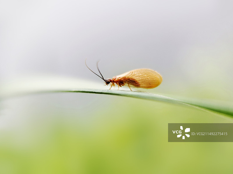 小虫虫回家的路图片素材