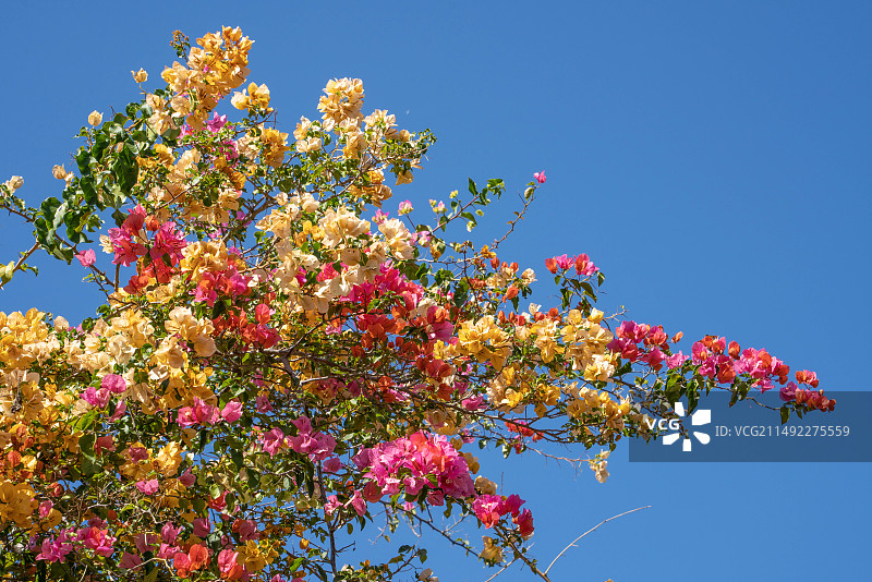 云南彩色三角梅莫奈花园图片素材