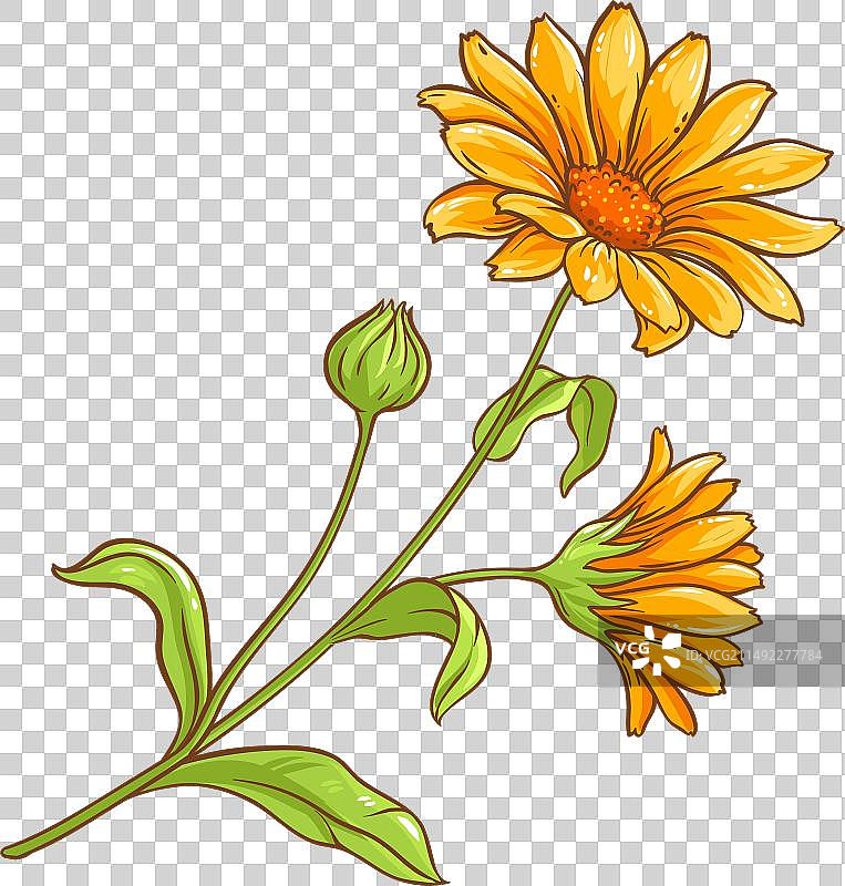 彩色金盏花植物图片素材