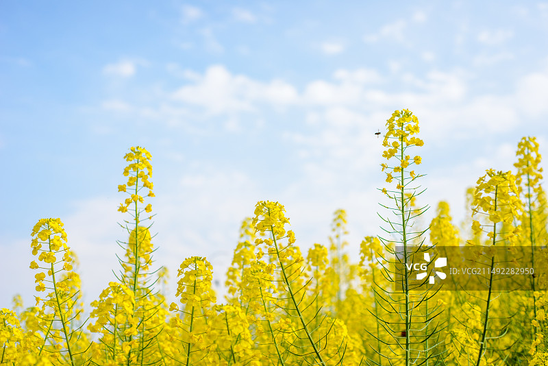 春天里的油菜花低角度对天空特写镜头图片素材