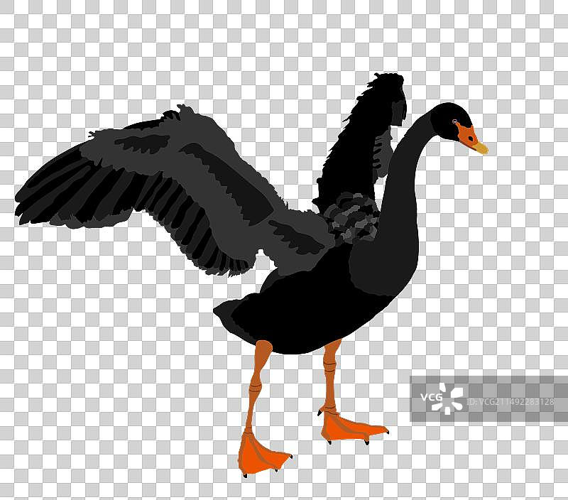 展开翅膀的黑天鹅图片素材