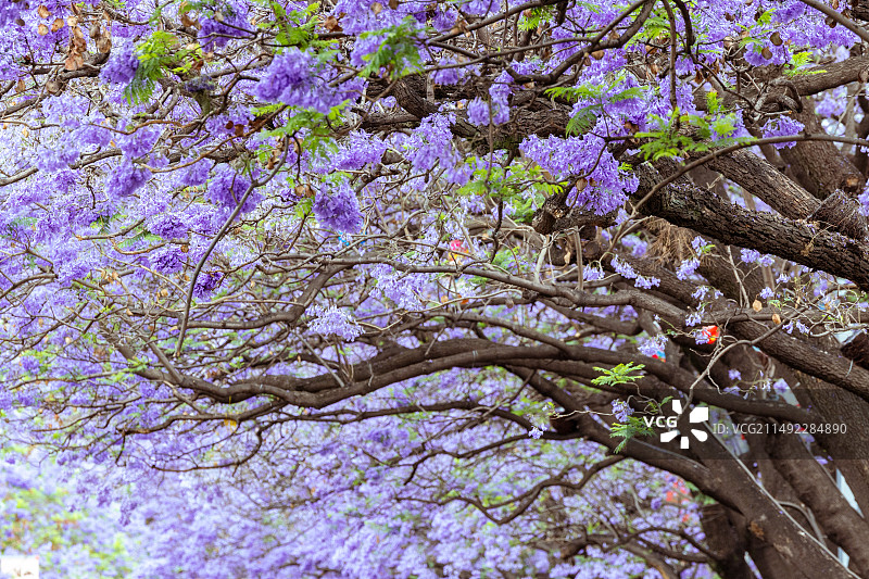 西昌街道上的蓝花楹蓝色花蓝花楹特写镜头图片素材