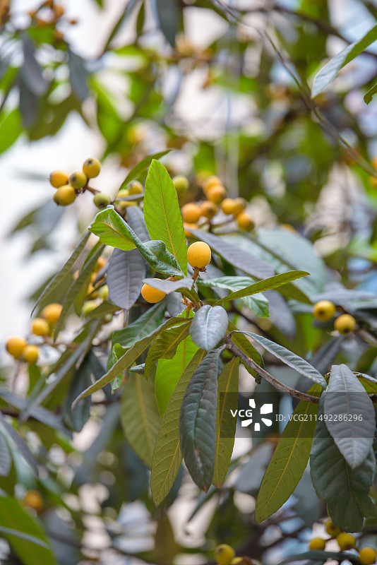 树上生长的枇杷特写镜头图片素材