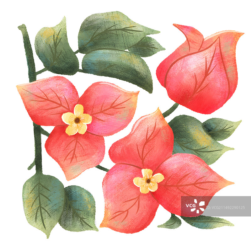 彩铅手绘三角梅图片素材