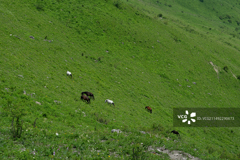 草原牧场上自由觅食的马群，卧龙巴朗山，四川西部户外徒步热门目的地图片素材