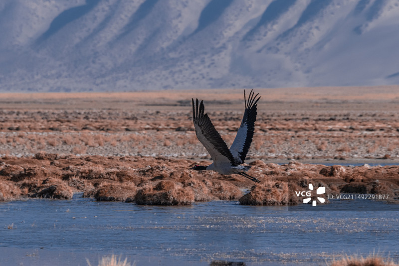 黑颈鹤图片素材