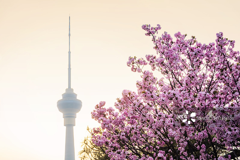 樱花和中央电视塔图片素材
