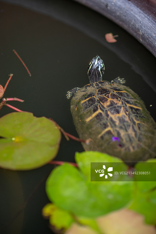 水里游动着正探出头的乌龟图片素材