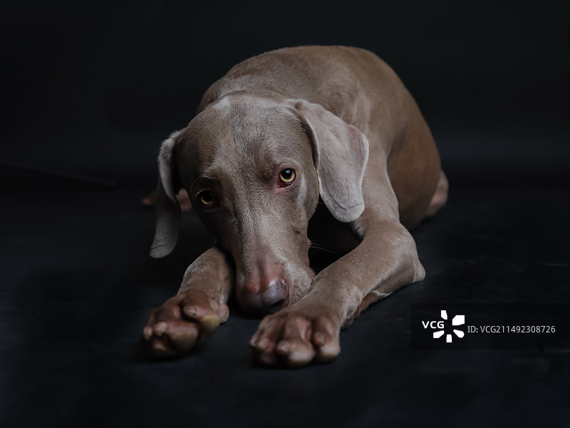 德国魏玛猎犬图片素材