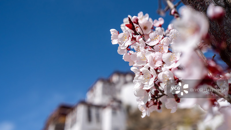 春日的布达拉宫图片素材