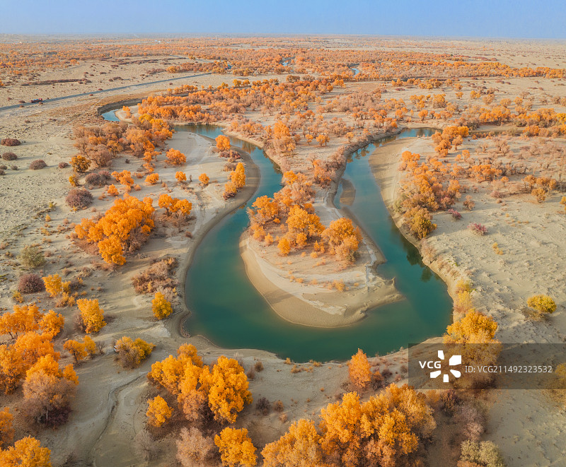 新疆巴州尉犁沙漠金色胡杨 碧绿蜿蜒河流图片素材