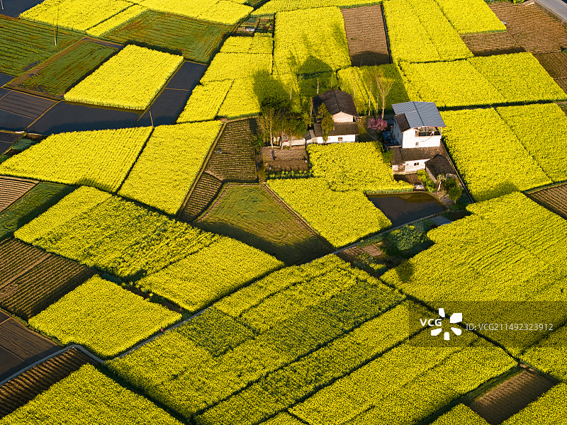 航拍汉中镇巴县黎坝镇油菜花梯田花海图片素材