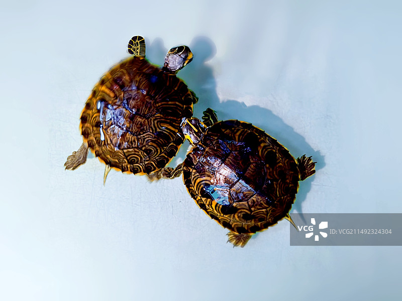 养只乌龟嬉戏高角度示意图图片素材