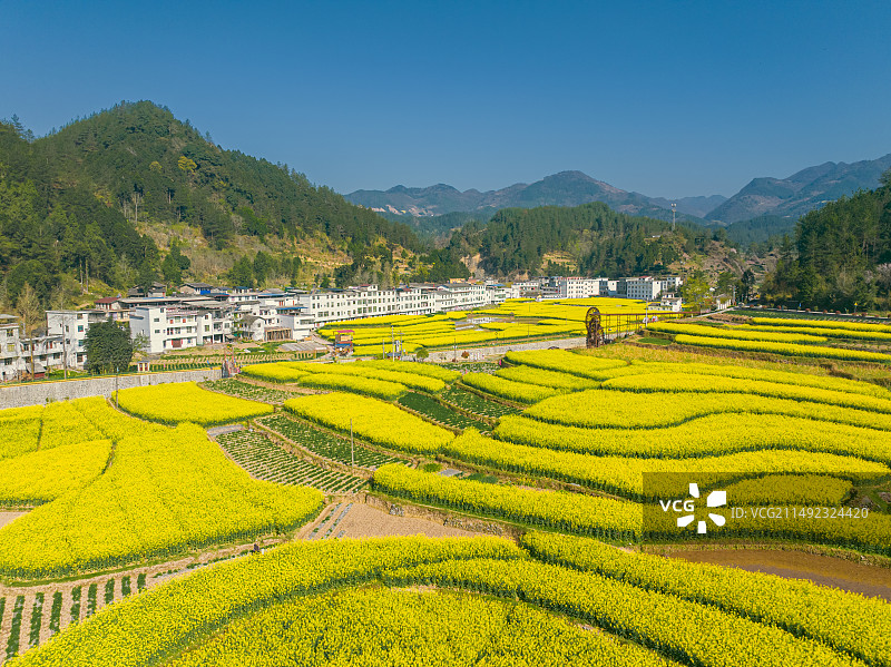 航拍汉中镇巴县李塘村油菜花梯田花海图片素材