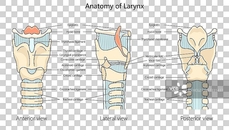 人体喉部解剖结构医学图片素材