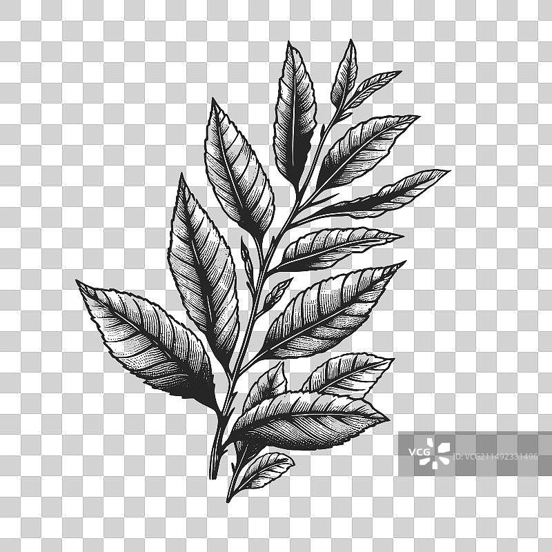 茶叶枝干雕刻线条艺术图片素材