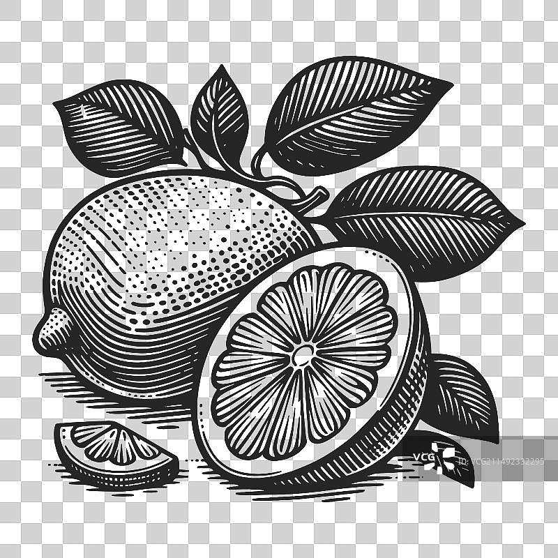 柠檬切片雕刻素描图片素材