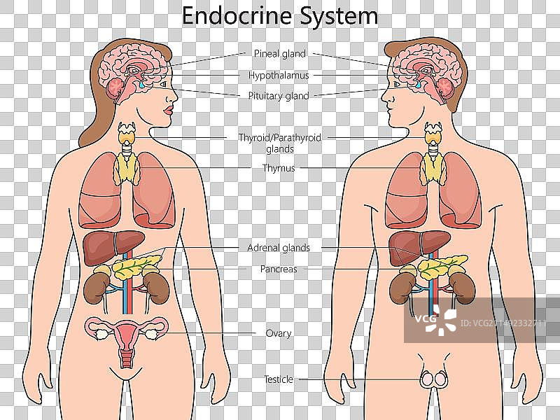 人类内分泌系统图医学图片素材