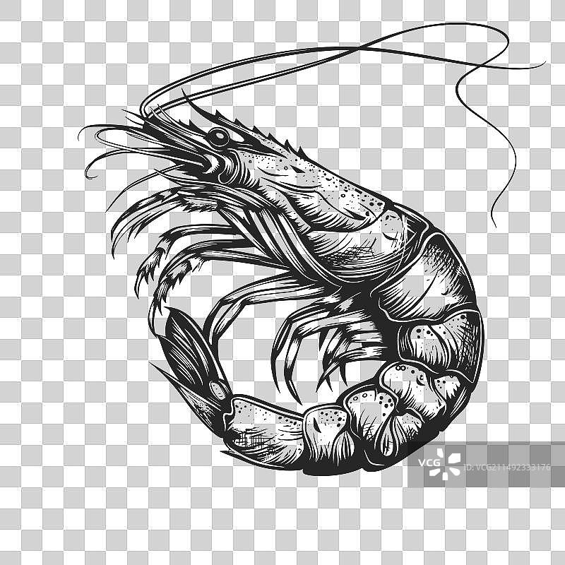 鲜虾海洋动物素描图片素材