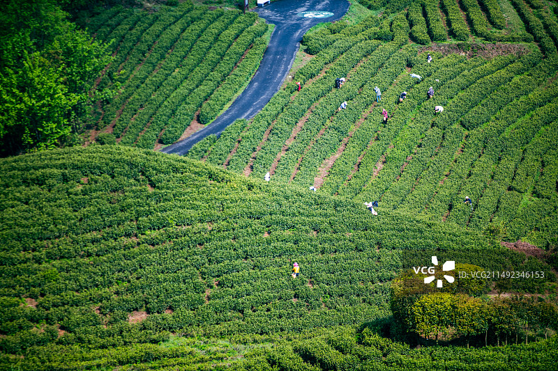 贵阳市观山湖区神鹊茶场采茶忙图片素材