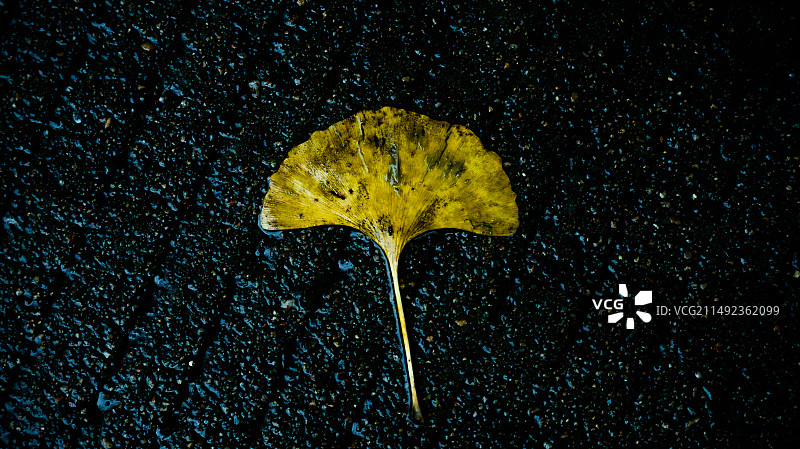 雨中银杏图片素材