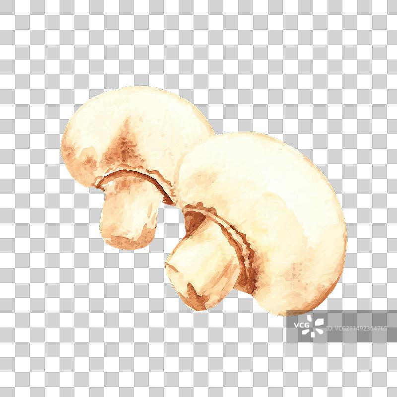 水彩新鲜蘑菇组合图片素材