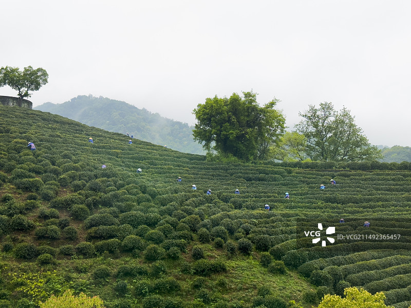 春天茶园梯田里的茶叶和采茶人图片素材