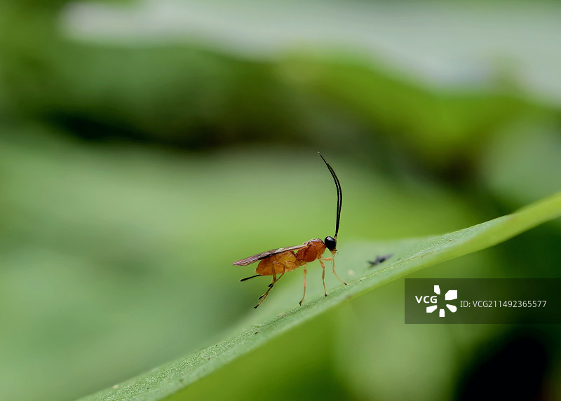 叶蜂幼虫图片素材